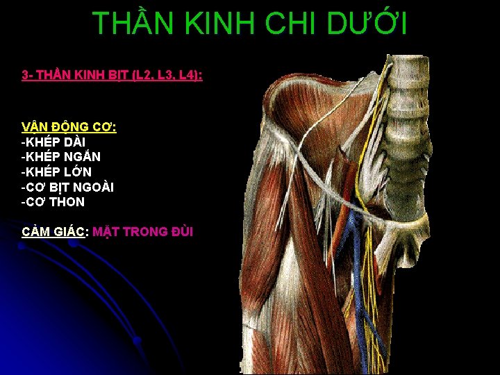 THẦN KINH CHI DƯỚI 3 - THẦN KINH BỊT (L 2, L 3, L