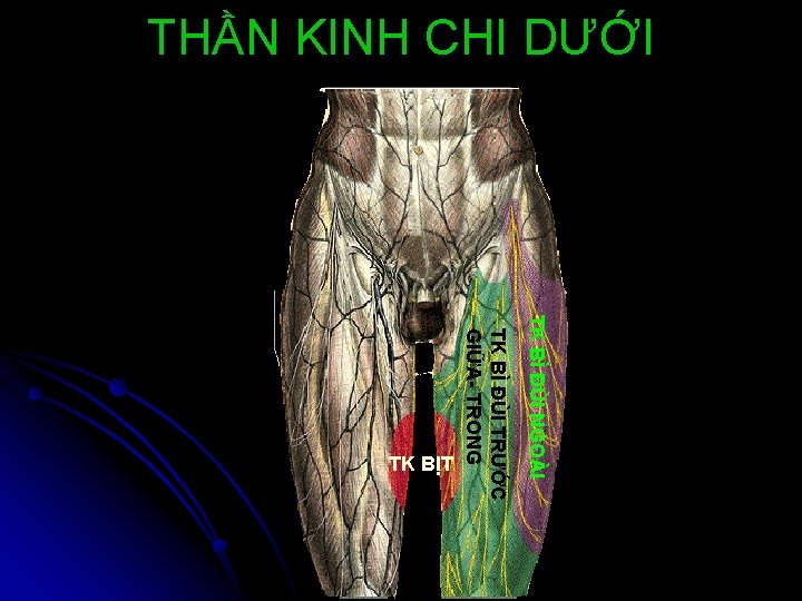 THẦN KINH CHI DƯỚI TK BÌ ĐÙI NGOÀI TK BÌ ĐÙI TRƯỚC GIỮA- TRONG
