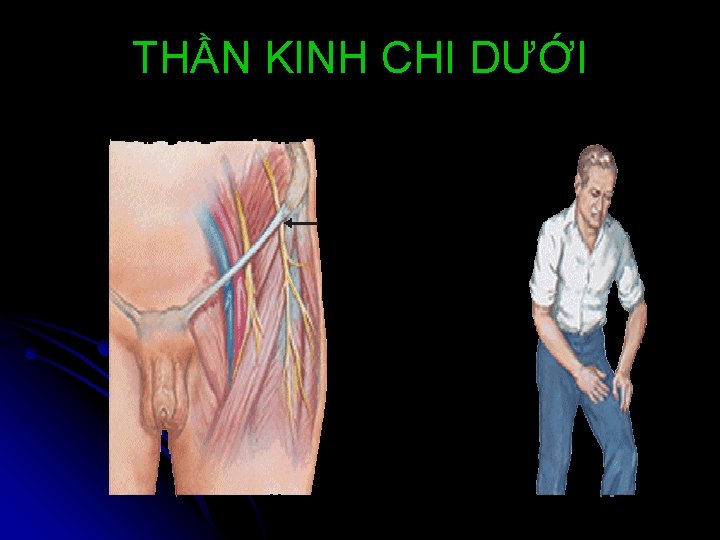 THẦN KINH CHI DƯỚI 