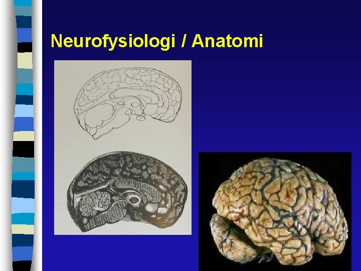 Neurofysiologi / Anatomi 