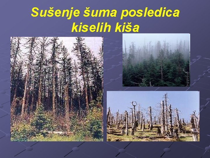 Sušenje šuma posledica kiselih kiša 