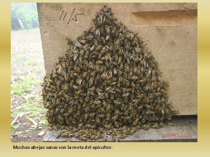 Muchas abejas sanas son la meta del apicultor. 