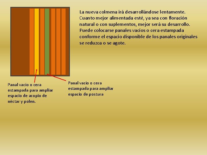 La nueva colmena irá desarrollándose lentamente. Cuanto mejor alimentada esté, ya sea con floración