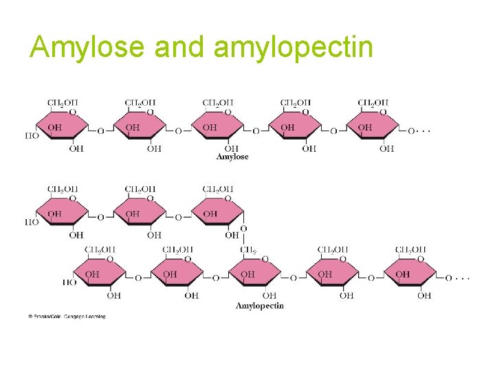 Amylose and amylopectin 