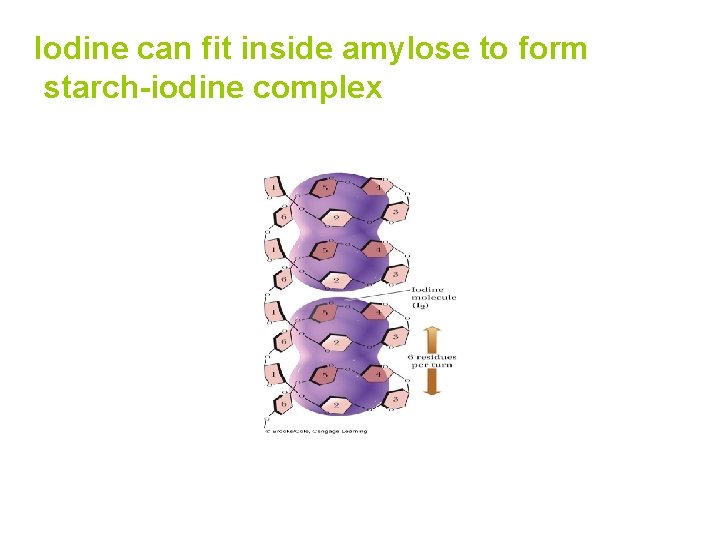Iodine can fit inside amylose to form starch-iodine complex 