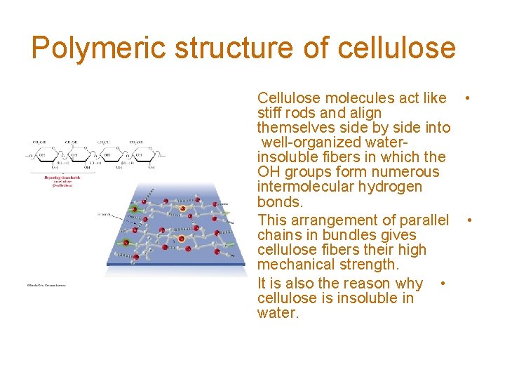 Polymeric structure of cellulose Cellulose molecules act like • stiff rods and align themselves