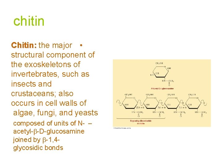 chitin Chitin: the major • structural component of the exoskeletons of invertebrates, such as