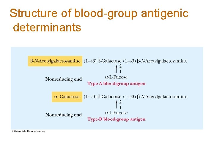 Structure of blood-group antigenic determinants 