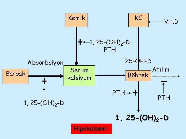 Kemik KC Vit. D 1, 25 -(OH)2 -D PTH Absorbsiyon Barsak 25 -OH-D Serum