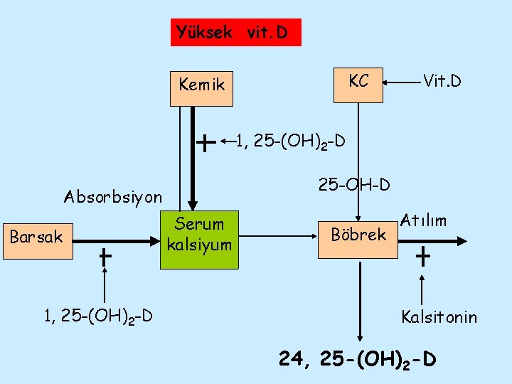 Yüksek vit. D KC Kemik Vit. D 1, 25 -(OH)2 -D 25 -OH-D Absorbsiyon
