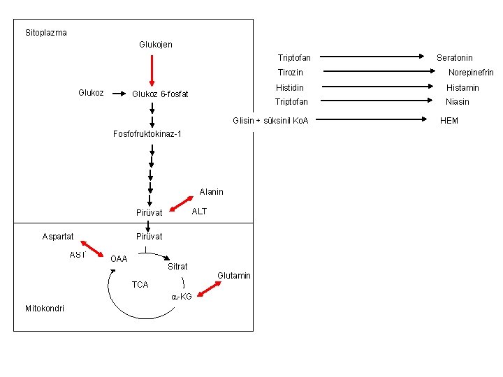 Sitoplazma Glukojen Triptofan Glukoz 6 -fosfat Tirozin Norepinefrin Histidin Histamin Triptofan Niasin Glisin +