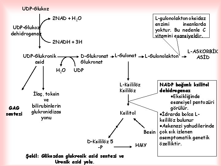 UDP-Glukoz 2 NAD + H 2 O L-gulonolakton oksidaz enzimi insanlarda yoktur. Bu nedenle