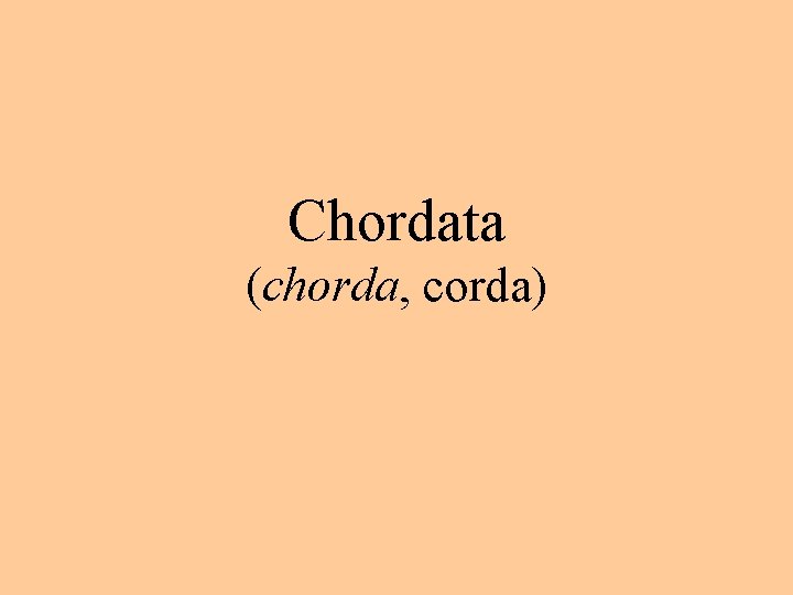 Chordata (chorda, corda) 