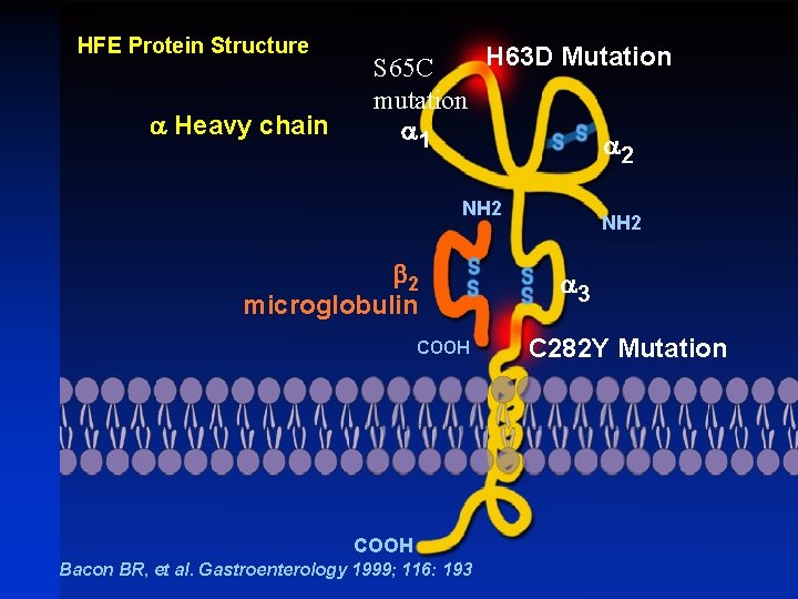HFE Protein Structure a Heavy chain H 63 D Mutation S 65 C mutation