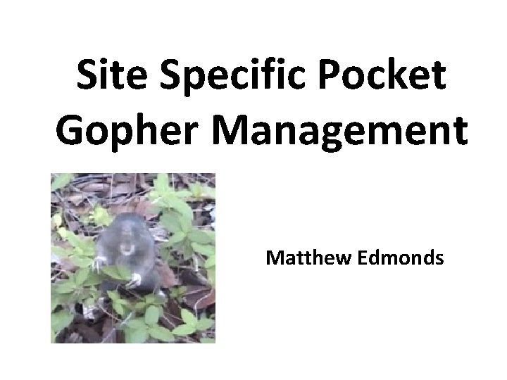 Site Specific Pocket Gopher Management Matthew Edmonds 