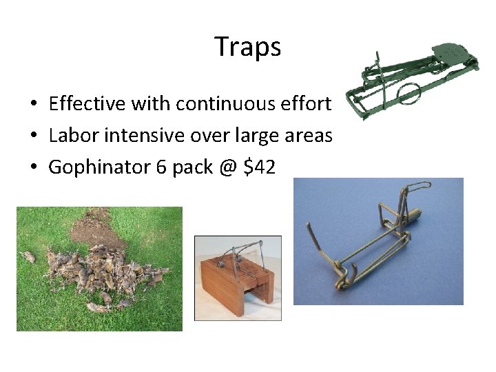 Traps • Effective with continuous effort • Labor intensive over large areas • Gophinator