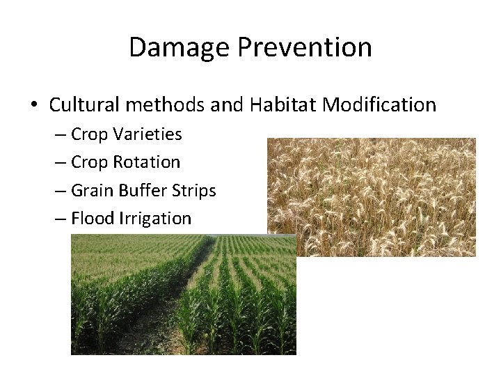 Damage Prevention • Cultural methods and Habitat Modification – Crop Varieties – Crop Rotation