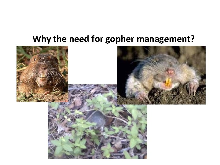 Why the need for gopher management? 