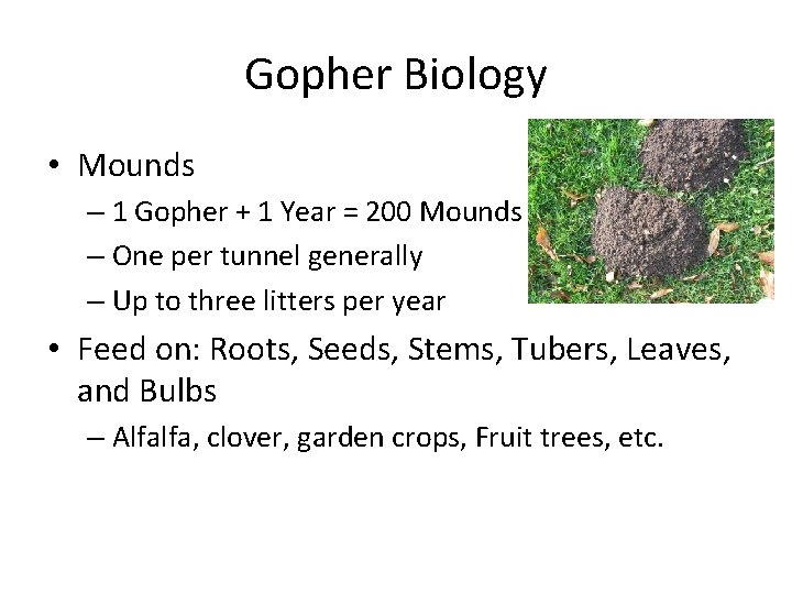 Gopher Biology • Mounds – 1 Gopher + 1 Year = 200 Mounds –