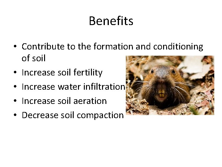 Benefits • Contribute to the formation and conditioning of soil • Increase soil fertility