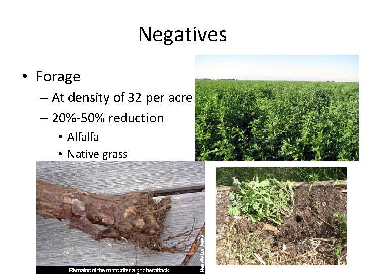 Negatives • Forage – At density of 32 per acre – 20%-50% reduction •