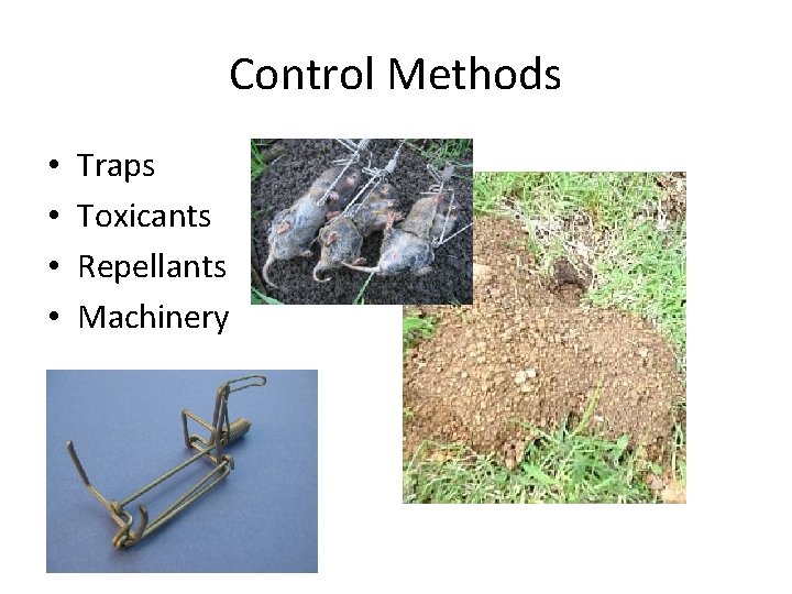 Control Methods • • Traps Toxicants Repellants Machinery 