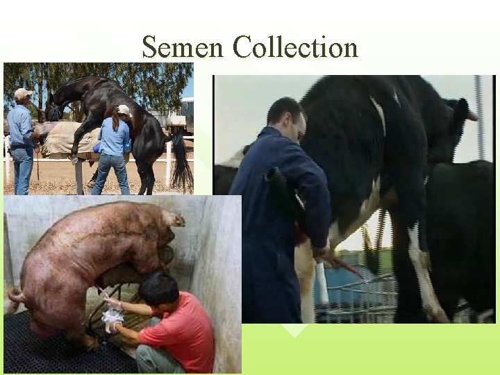 Semen Collection 