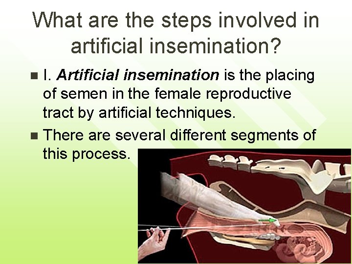 What are the steps involved in artificial insemination? I. Artificial insemination is the placing