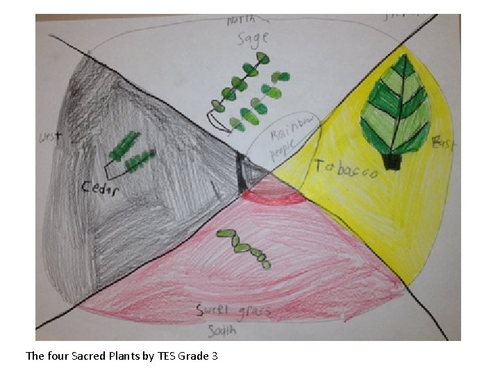 The four Sacred Plants by TES Grade 3 