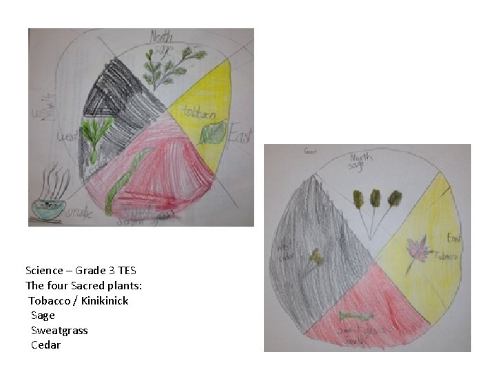 Science – Grade 3 TES The four Sacred plants: Tobacco / Kinikinick Sage Sweatgrass