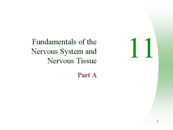 Fundamentals of the Nervous System and Nervous Tissue 11 Part A 1 