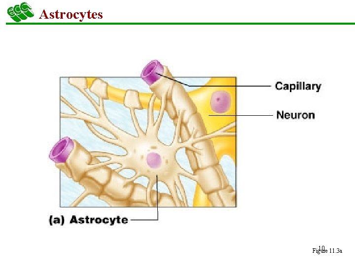 Astrocytes 10 11. 3 a Figure 