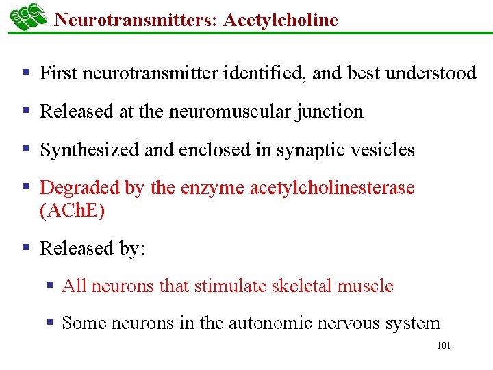 Neurotransmitters: Acetylcholine § First neurotransmitter identified, and best understood § Released at the neuromuscular