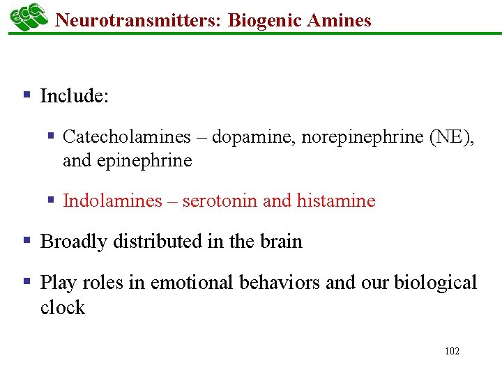 Neurotransmitters: Biogenic Amines § Include: § Catecholamines – dopamine, norepinephrine (NE), and epinephrine §