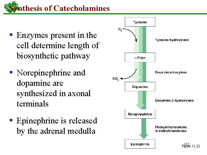 Synthesis of Catecholamines § Enzymes present in the cell determine length of biosynthetic pathway