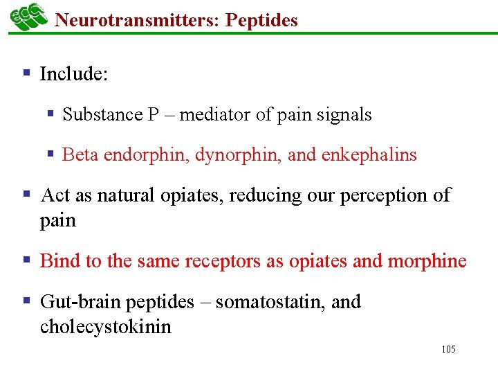 Neurotransmitters: Peptides § Include: § Substance P – mediator of pain signals § Beta