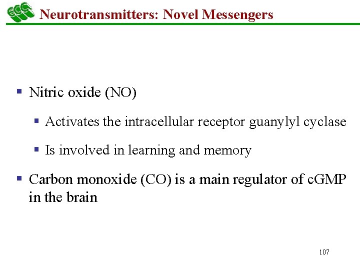 Neurotransmitters: Novel Messengers § Nitric oxide (NO) § Activates the intracellular receptor guanylyl cyclase