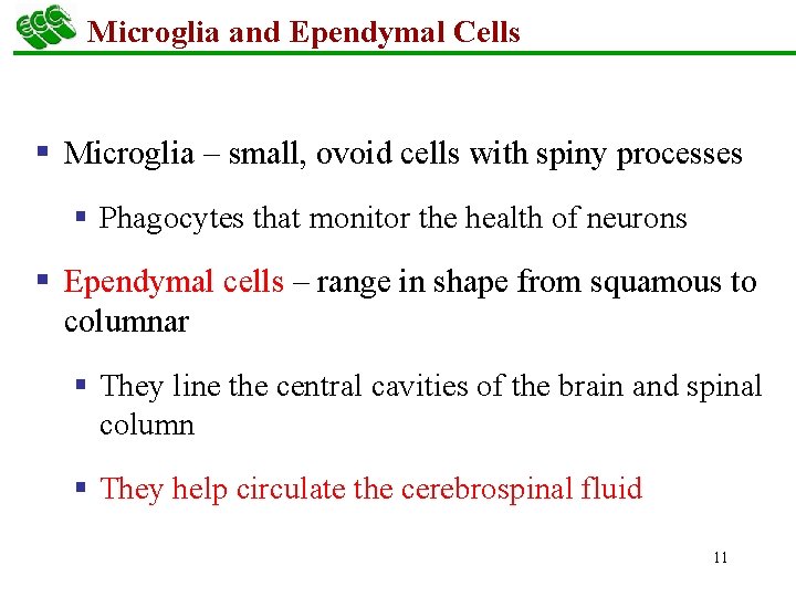 Microglia and Ependymal Cells § Microglia – small, ovoid cells with spiny processes §