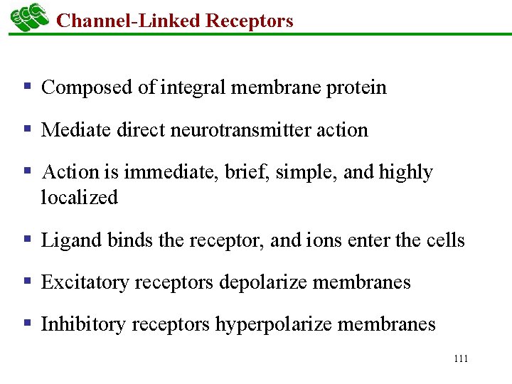 Channel-Linked Receptors § Composed of integral membrane protein § Mediate direct neurotransmitter action §