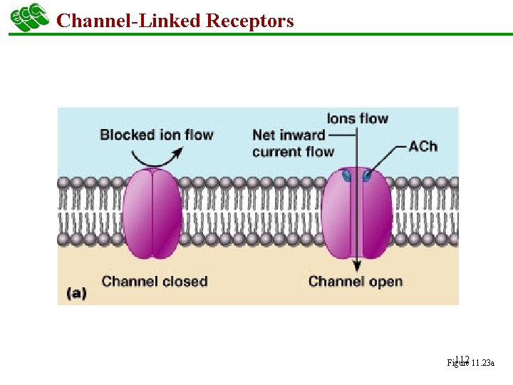 Channel-Linked Receptors 112 11. 23 a Figure 