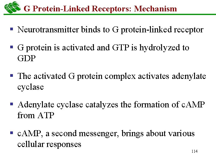 G Protein-Linked Receptors: Mechanism § Neurotransmitter binds to G protein-linked receptor § G protein