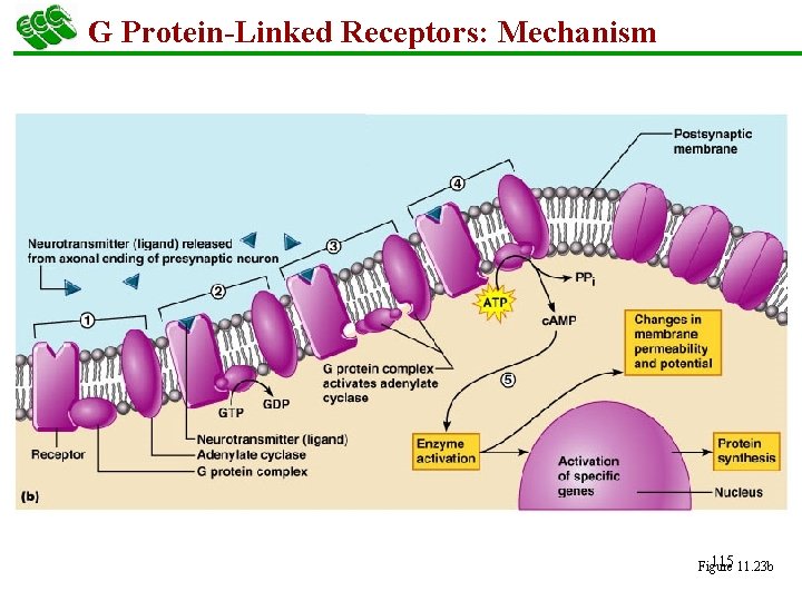 G Protein-Linked Receptors: Mechanism 115 11. 23 b Figure 