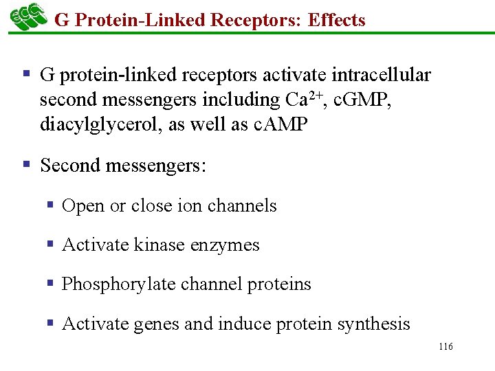 G Protein-Linked Receptors: Effects § G protein-linked receptors activate intracellular second messengers including Ca