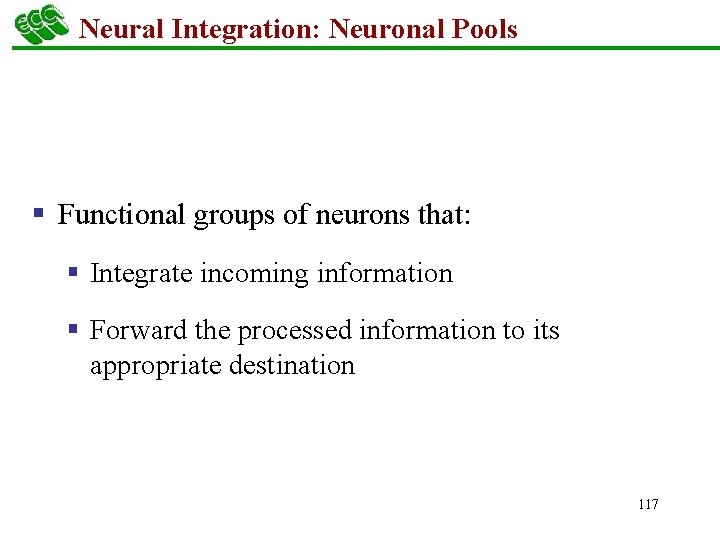 Neural Integration: Neuronal Pools § Functional groups of neurons that: § Integrate incoming information