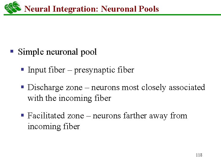 Neural Integration: Neuronal Pools § Simple neuronal pool § Input fiber – presynaptic fiber