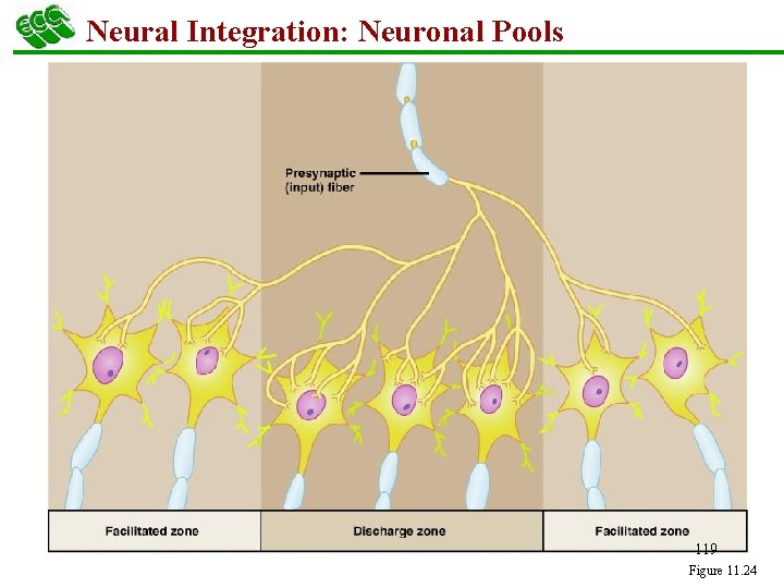 Neural Integration: Neuronal Pools 119 Figure 11. 24 
