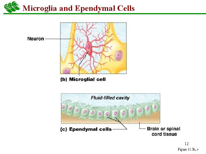 Microglia and Ependymal Cells 12 Figure 11. 3 b, c 