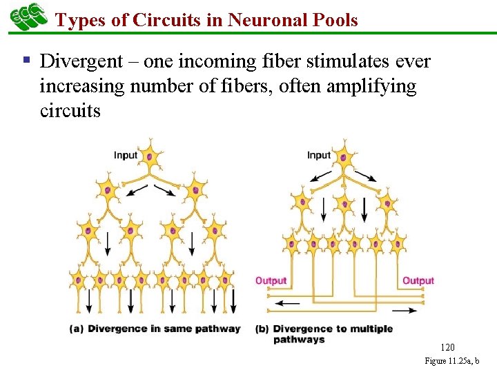 Types of Circuits in Neuronal Pools § Divergent – one incoming fiber stimulates ever