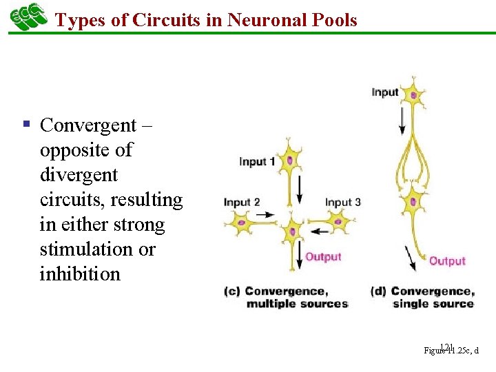 Types of Circuits in Neuronal Pools § Convergent – opposite of divergent circuits, resulting