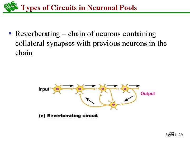 Types of Circuits in Neuronal Pools § Reverberating – chain of neurons containing collateral